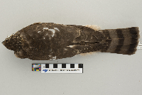 Accipiter striatus image