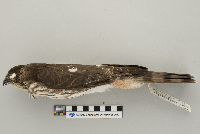 Accipiter striatus image