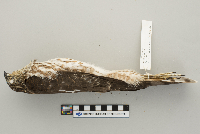 Accipiter striatus image