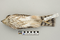Accipiter striatus image