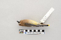 thumbnail image of current specimen