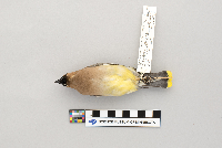 thumbnail image of current specimen