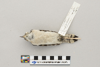 Picoides pubescens image