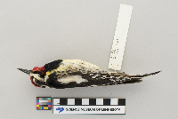 Sphyrapicus varius image