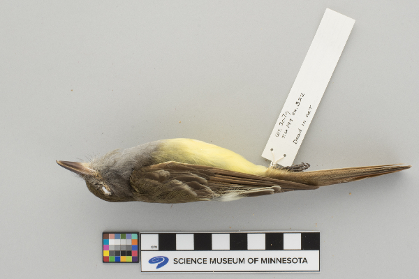 Myiarchus crinitus image