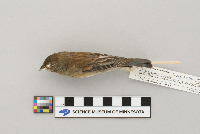 Passerina cyanea image
