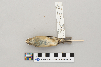 Passerina cyanea image