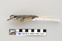 Sitta canadensis image