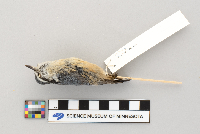 Sitta canadensis image