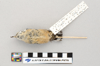 Sitta canadensis image