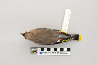 Bombycilla garrulus image