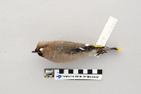 Bombycilla garrulus image