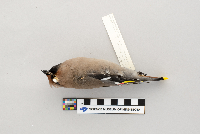 Bombycilla garrulus image