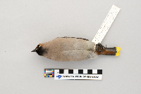 Bombycilla garrulus image