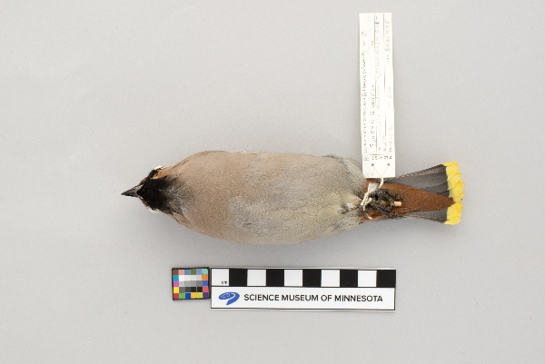 Bombycilla garrulus image