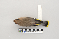 Bombycilla garrulus image