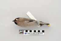 Bombycilla garrulus image