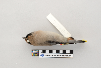 Bombycilla garrulus image