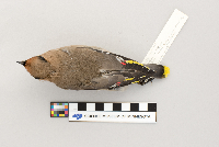 Bombycilla garrulus image