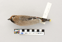 Bombycilla garrulus image