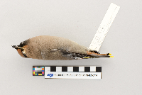Bombycilla garrulus image