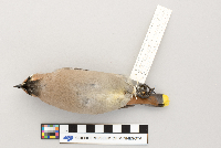 Bombycilla garrulus image