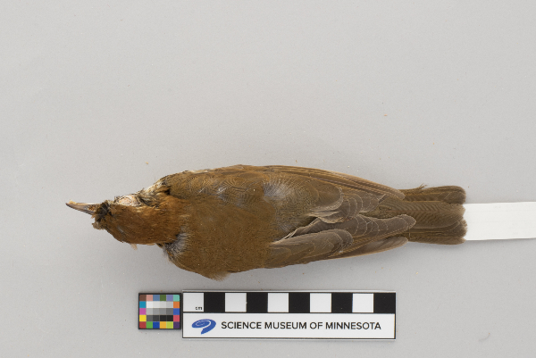 Hylocichla mustelina image