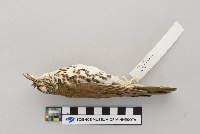 Hylocichla mustelina image