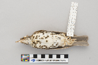 Hylocichla mustelina image