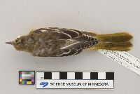 Icterus galbula image