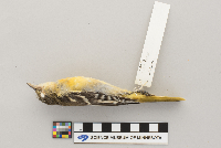 Icterus galbula image