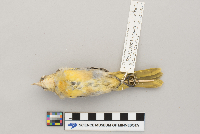 Icterus galbula image