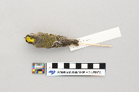 Regulus satrapa image