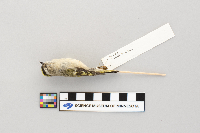 Regulus satrapa image