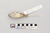 Regulus satrapa image