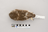 Aegolius acadicus image