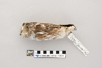 Aegolius acadicus image