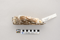 Aegolius acadicus image