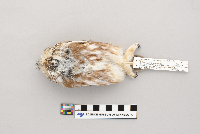 Aegolius acadicus image
