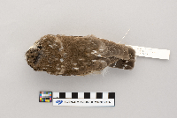 Aegolius acadicus image