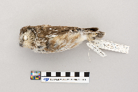 Aegolius acadicus image