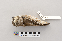 Aegolius acadicus image