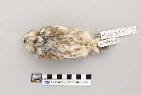 Aegolius acadicus image