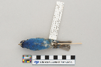 Passerina cyanea image