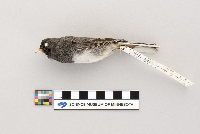 Junco hyemalis image