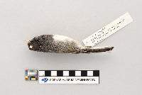 Junco hyemalis image