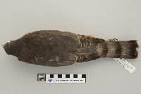 Accipiter striatus image