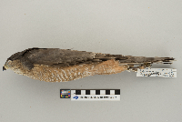 Accipiter striatus image