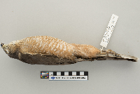 Accipiter striatus image