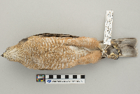 Accipiter striatus image
